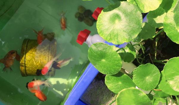 周轉箱做魚缸養魚?真是驚呆我和我的小伙伴