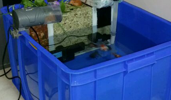 周轉箱養魚用什么顏色好?不同顏色周轉箱養魚的優劣分析大全