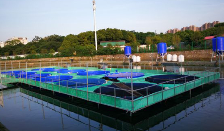 PE塑料大桶里養殖水產，居然這樣好，難怪養殖賺錢