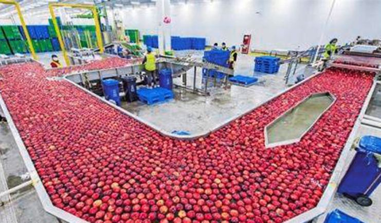 90秒完成打包,塑料托盤助力水果的分揀之路