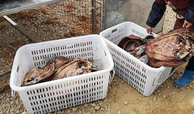 脫貧攻堅,500畝魚塘大豐收!塑料筐助力新銷售模式,能增收10%!