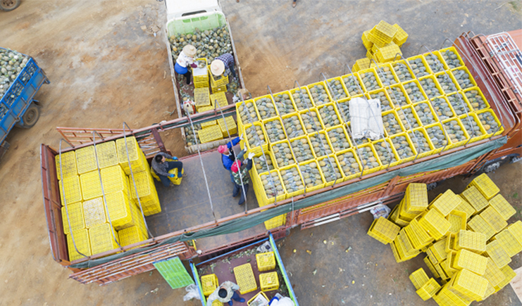 徐聞菠蘿沖上熱搜,年產量70萬噸,周轉箱筐裝貨忙!