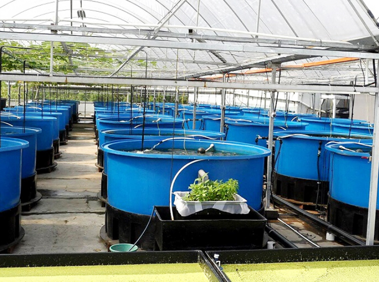 大型水產養殖桶是什么樣的?可以養什么魚?