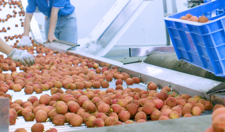 荔枝大豐收！塑料筐分揀流水線和冷鏈運輸自動化，助力脫貧攻堅！