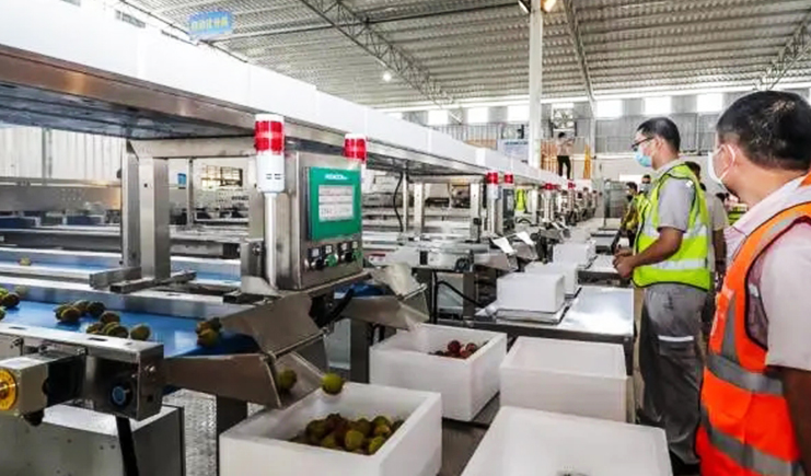 荔枝分揀系統(tǒng) 荔枝分揀系統(tǒng)