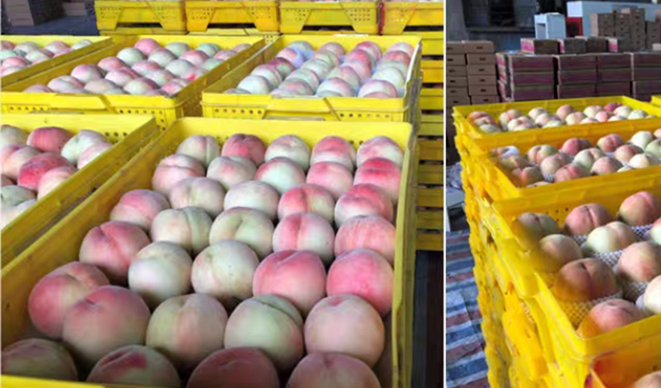 水蜜桃如何防腐保鮮,塑料筐批量儲存,建設冷鏈是關鍵!