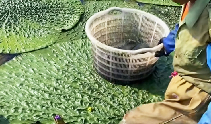 “水中人參”雞頭米(芡實)豐收采摘,塑料筐子來幫忙!