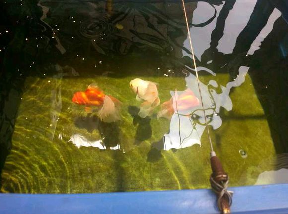 周轉箱養魚有毒嗎？