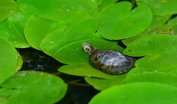 周轉箱養龜用什么顏色的好?