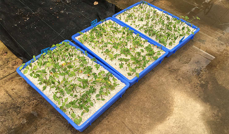 塑料箱可以種蔬菜嗎?周轉箱種菜有毒嗎?