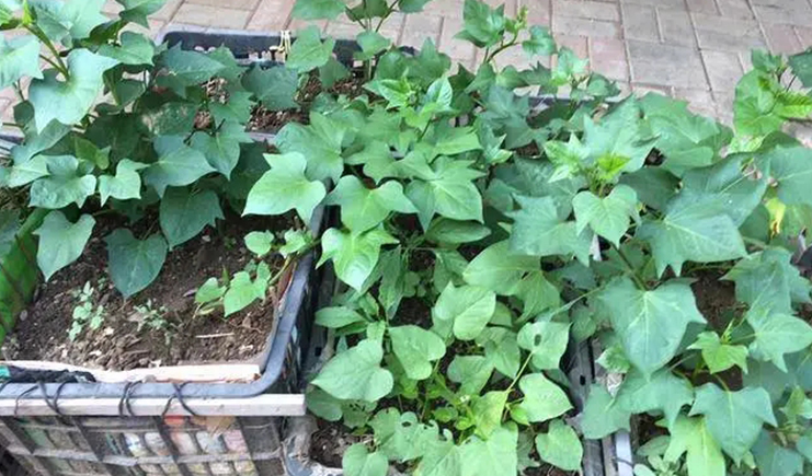 塑料筐怎么種菜？1分鐘學(xué)會(huì)不用愁！