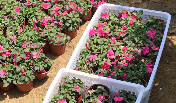 塑料筐怎么種花？4步學(xué)會(huì)，塑料筐這樣處理漂亮又實(shí)用