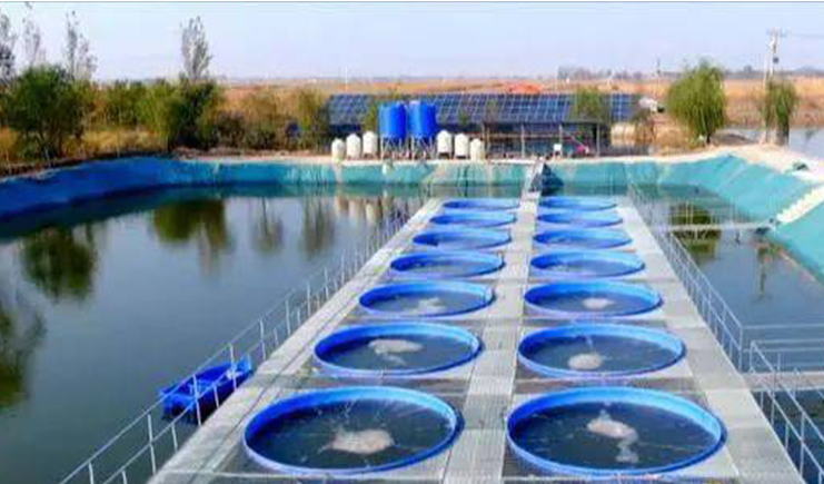 圓桶養魚真的能賺錢嗎？年利潤48萬，水產養殖助力鄉村產業振興