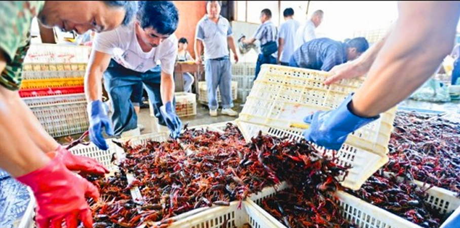 JSL-龍蝦筐 JSL-龍蝦筐