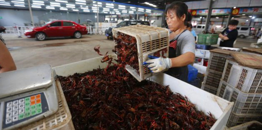 JSL-龍蝦筐 JSL-龍蝦筐